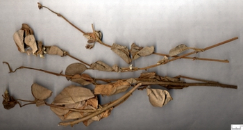 ��ë������Aristolochia mollissima Hance.