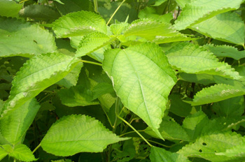����Boehmeria nivea (L.) Gaud.