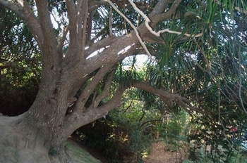 ������Ѫ��Dracaena canbodiana Pierre ex Gagnep.
