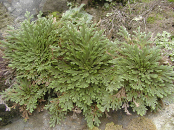 ��״���� Selaginella puluinata (Hook.etGret.)