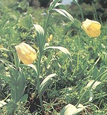 ���籴ĸFritillaria pallidiflora Schrenk
