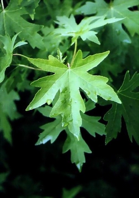 �պ�����Liquidambar orientalis Mill.