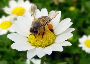 �л��۷�Apis cerana Fabricius