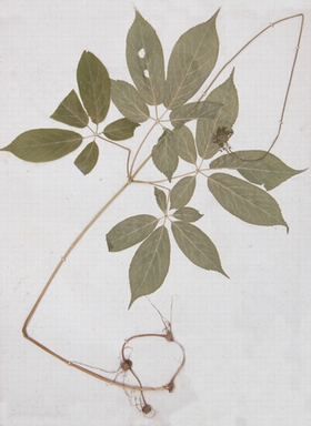 ���Ӳ� Panax japonicus C.A.Mey. var. major (Burk.) C.Y.Wu et K.M.Feng