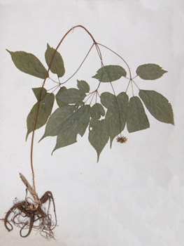 ��ڲ�Panax japonicus C.A.Mey.