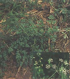 ������Changgium smyrnioides Wolff