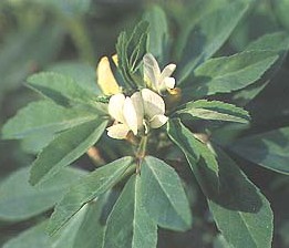 ��«�� Trigonella foenum-graecum L.