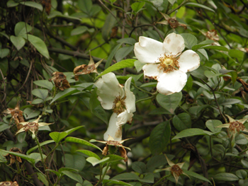 ��ӣ��Rose laevigata Michx.