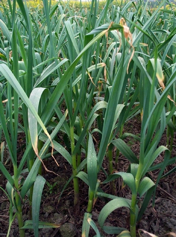 ��Allium sativum L.
