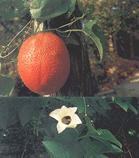 ľ��Momordica cochinchinensis (Lour.) Spreng.