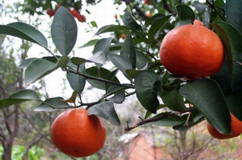 �� Citrus reticulata Blanco