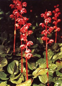 ¹��� Pyrola rotundifolia L. Subsp.chinensis H.Andres