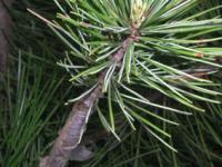 ����Pinus tabulaeformis Carr��