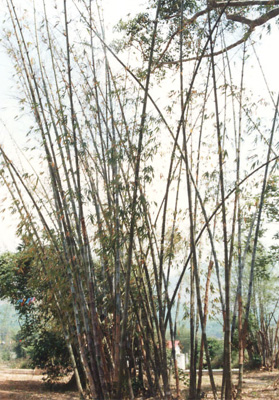��˼���� Schizostachyum chinense Rendle