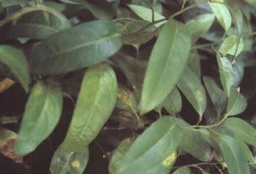 ������Erycibe obtusfolia Benth.