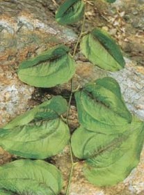 ����Smilax china L.