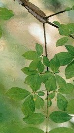 ��ìEuonymus alatus(Thunb.)Sieb.
