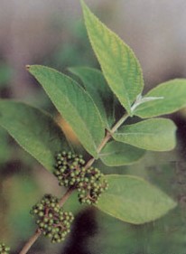 ��Ҷ����Callicarpa macrophylla Vahl