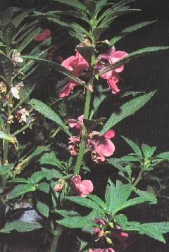 ���ɻ�Impatiens balsamina L.