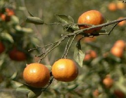 ����Citrus tangerina Hort.et Tanaka