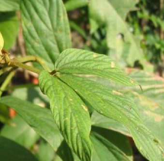 ��Ҷǧ��Σ�ǧ��죩Moghania macrophylla ��Willd.�� O. Kuntze