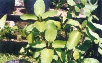 �������Kalanchoe pinnatum ��L.�� Pers.