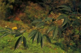 ������ѪToddalia asiatica (L.) Lam.