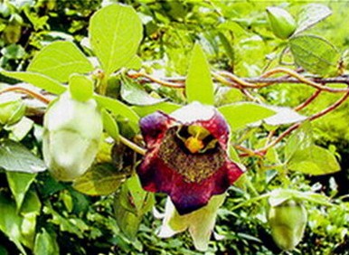 ����Godonopsis lanceolata Benth. et Hook. f.
