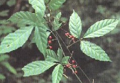 ��Ҷ��Tetrastigma hemsleyanum Diels et Gilg.