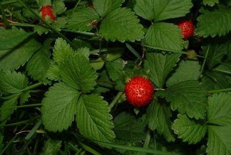 ��ݮDuchesnea indica(Andr.)Focke