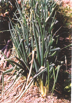 ��Allium fislulosum L.