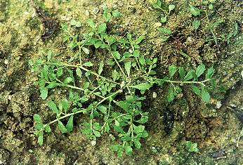 ʯ��ݴCentipeda minima (L��) A��Br��et Ascher��