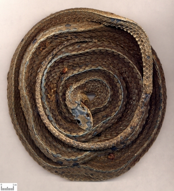 ������Zaocys dhumnades (Cantor)