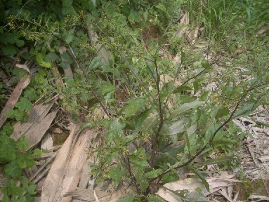 �G��Rorippa indica (L.)Hiern