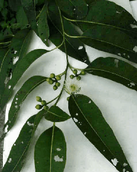 ��Ҷ��Eucalypus robusta Smith