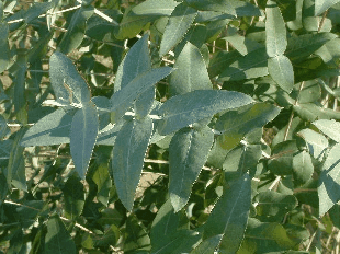 ����Eucalyptus globulus Labill.