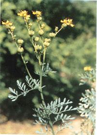 ܿ��Ruta graveolens L.