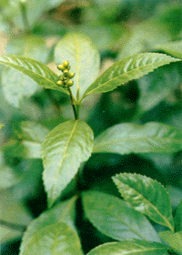 ��ɺ��Sarcandra glabra (Thunb.) Nakai