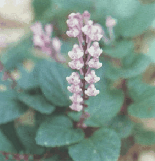 ����βSalvia chinensis Benth.