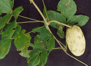 ��ľͨAkebia trifoliata��Thunb.��Koidz. var. australis��Diels��Rehd.