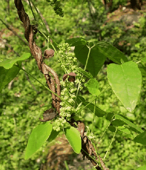 ��ҶľͨAkebia trifoliata��Thunb����Koidz.