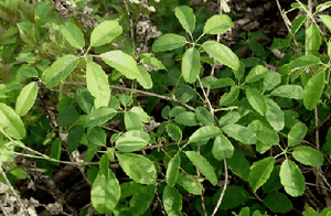 ľͨ Akebia quinata��Thunb����Decne.