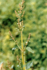 ��֦��Svlvia plebeia R.Br.