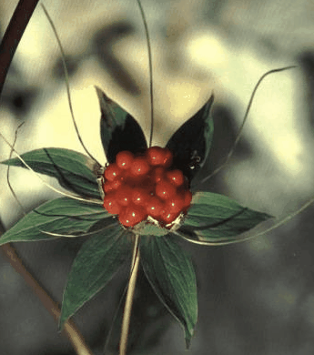 ��Ҷһ֦��Paris polyphylla