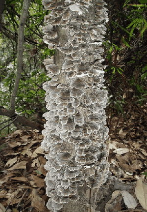 ���޸�Ǿ�Coriolus versicolor(L.ex Fr.) Quel