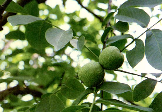 ����Juglans regia L.