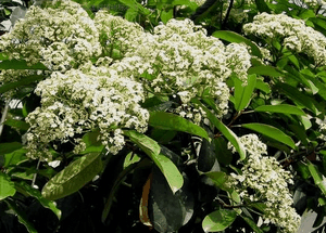ʯ�Photinia  serrulate Lindl.