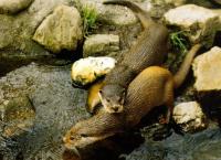 ˮ̡Lutra lutra Linnaeus