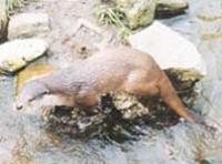 Сצˮ̡Aonys cinerea
