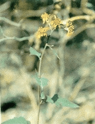 ǧ���Senecio scandens Buch, -Ham.